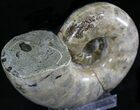 Polished Ammonite (Anapuzosia?) Fossil - Madagascar #25202-2